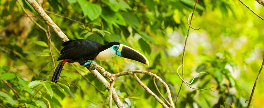 Aventure de luxe à la Reserva Amazonica Inkaterra - 3 jours